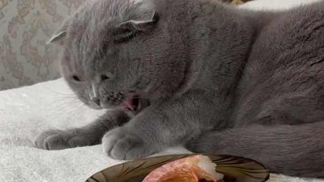 I Serve Food my Cat