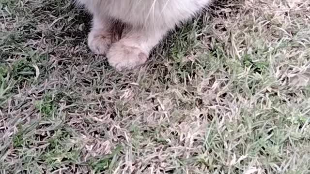 A Cute Cat Video By Kingdom Of Awais