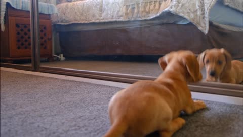 Dog enjoys seeing himself in the mirror