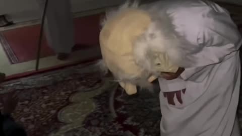 Arab funny comody prank