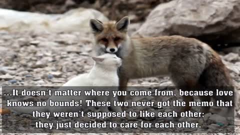 Fox was about to kill this stray cat, but when the photographer zoomed in… Now I’m SPEECHLESS