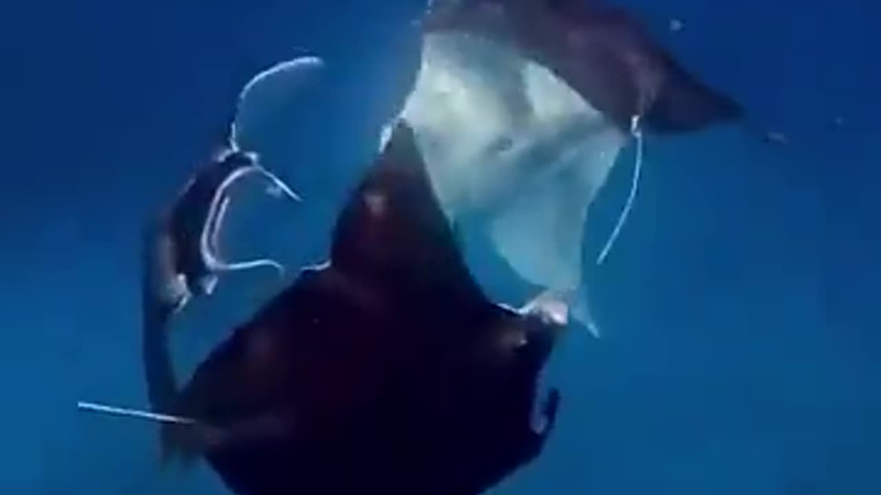 A mesmerizing dance of stingrays.