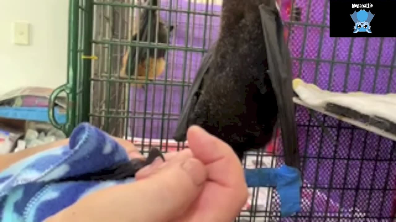 Juvenile flying-fox first night in care this is Pelican.mp4