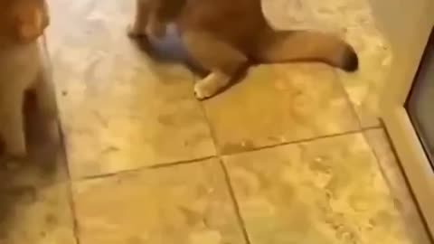 Peekaboo boxing