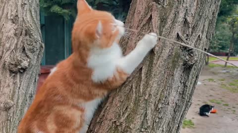 So cute cat run this tree jump