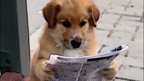 Reader Dog