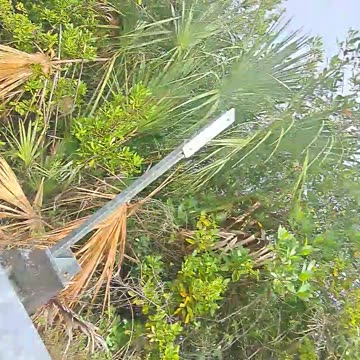 A startled alligator, it's time to get back on my bike RIGHT NOW 1/16/24