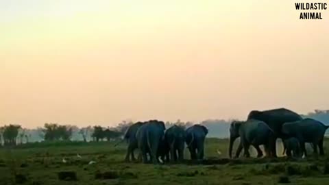 How do elephants mateing have you seen ever || Wild Animal videos || wildlife