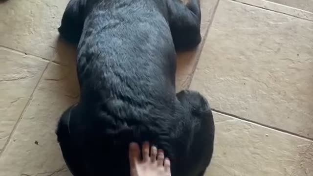 A funny dog like to get a butt massage.