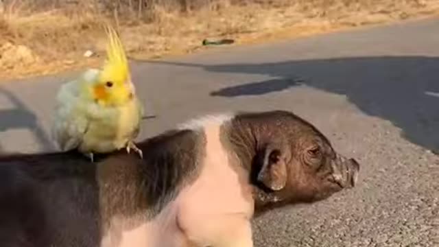 pig vs bird fest friend bird play with pig ❣; ɞ