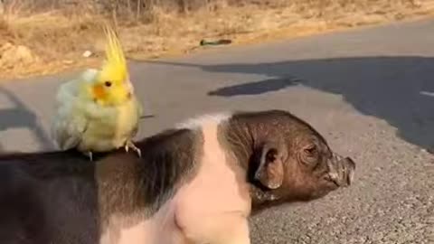 pig vs bird fest friend bird play with pig ❣; ɞ