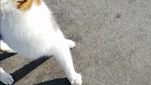 A cat eats from people's hands and plays with them