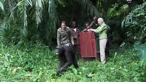 Jane Goodall Releases Chimp