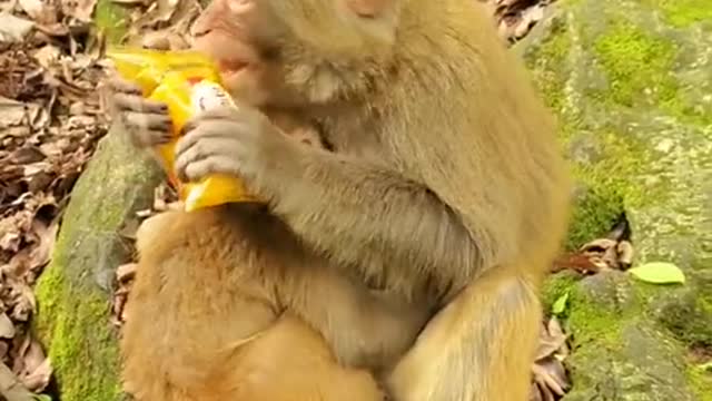 Lovely and Funny animals Lovely Monkeys Videos