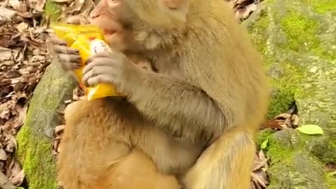 Lovely and Funny animals Lovely Monkeys Videos