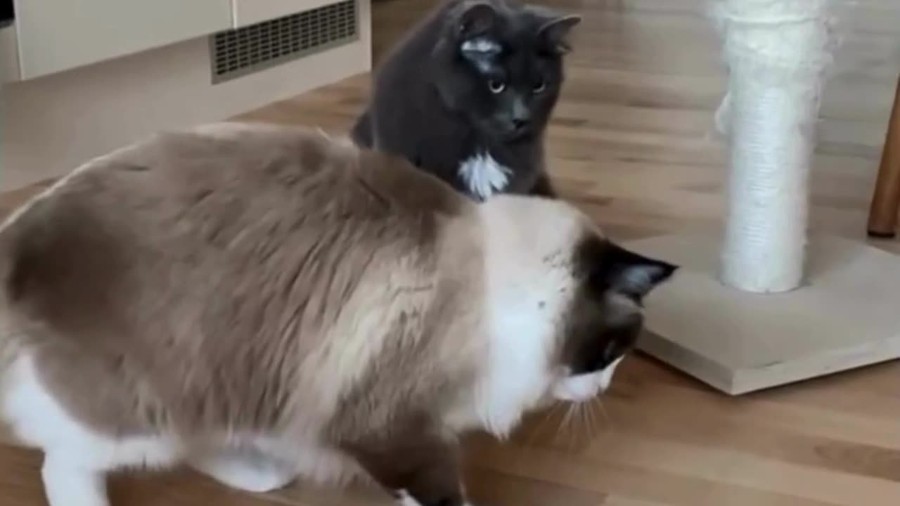 😂Funniest Cat Videos 2024 - Best Cats😹 Funny Collection #shorts #viral