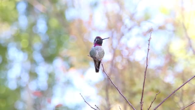 Hummingbird