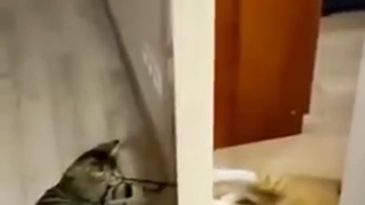 Funny cats