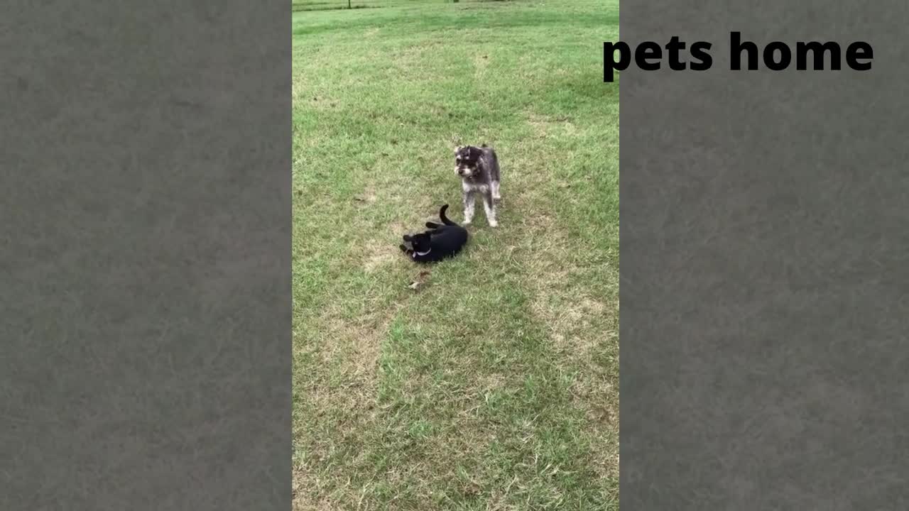 funniest animal videos tha will 100% make you laugh - by pets home