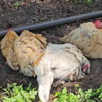 OMC! Rare glimpse of Whitey the chicken moving heavy amounts of dirt through her feathers! #shorts