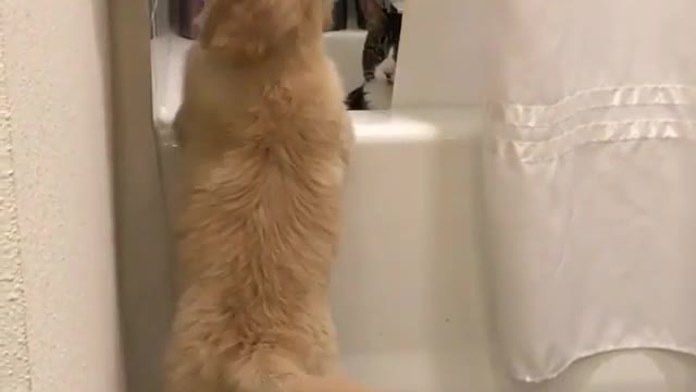 What did the dog and cat do in the bathroom