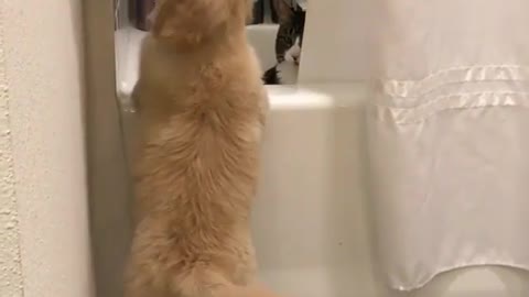 What did the dog and cat do in the bathroom