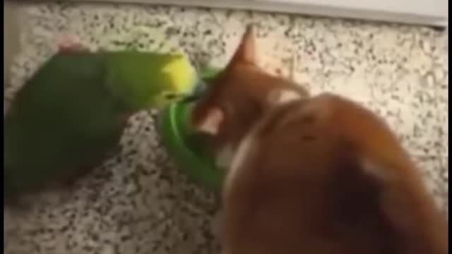 Cat vs Dog Pt.1