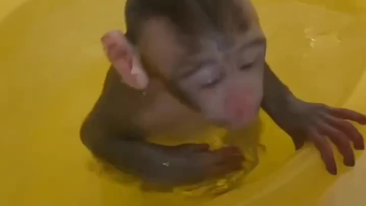 Small monkey child taking bath