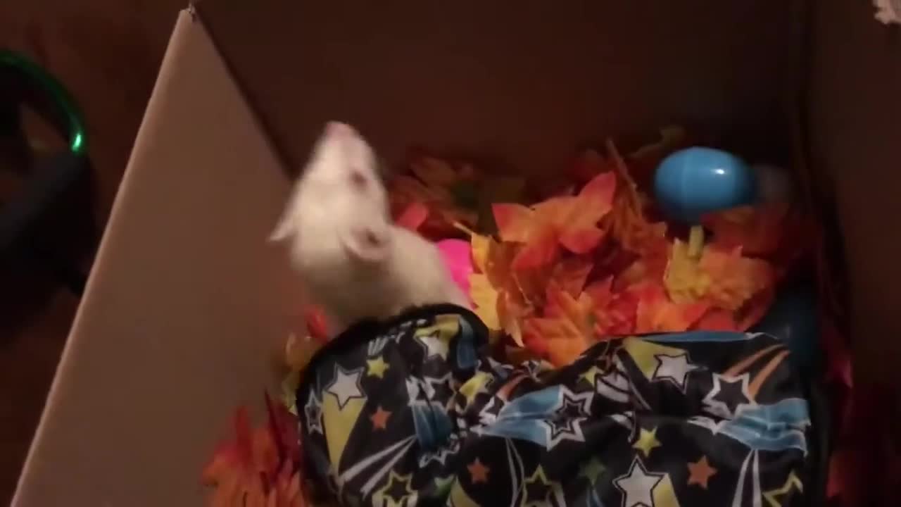 More fun in the leaf box