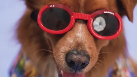 Bermuda, Bahamas? This pup is ready!