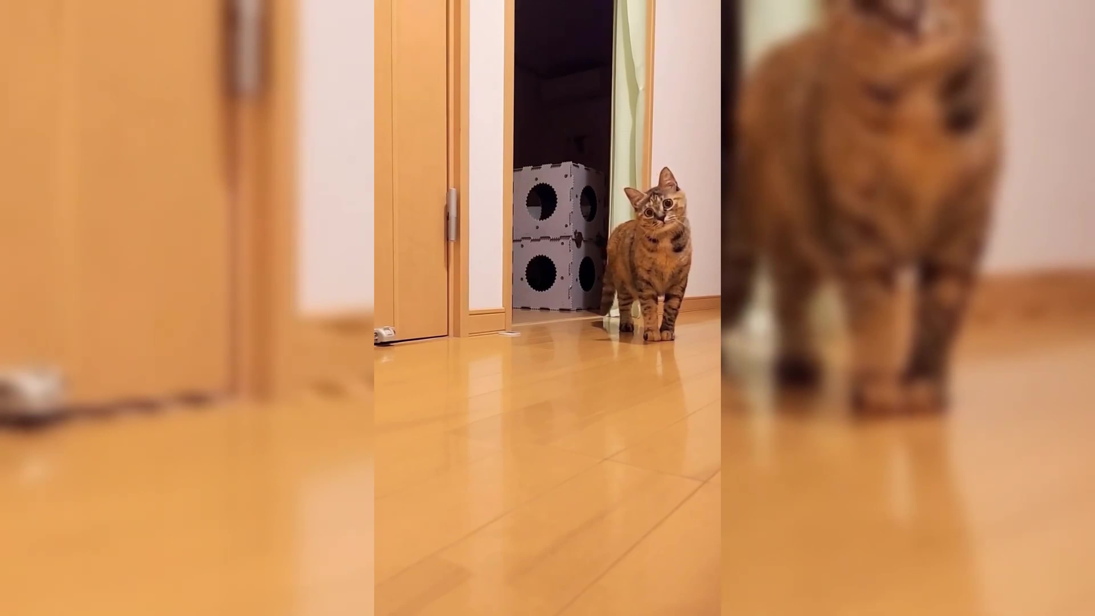 Cat Rumble Is this a Cat walk