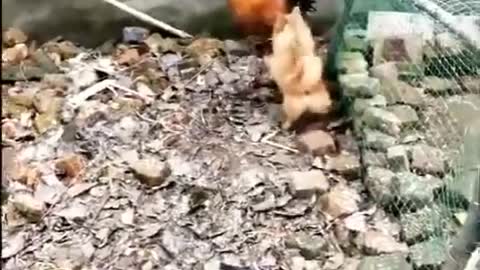 Chicken VS Dog Fight - Funny Dog Fight Videos S