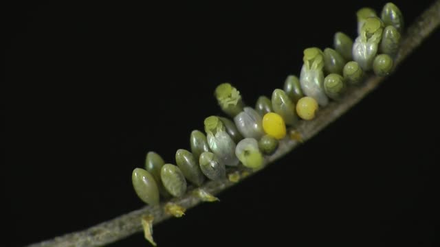 Time Lapse of Ladybug - Animal Eduacation - Life Cycle 1