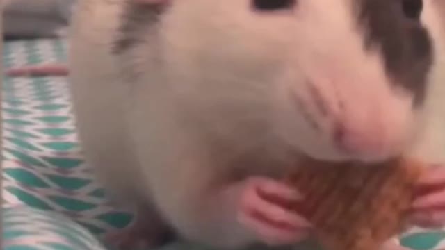 ASMR Cute Baby Animals Eating Food