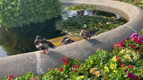 Ducks sunbathing!