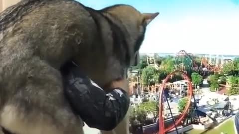 dog funny video