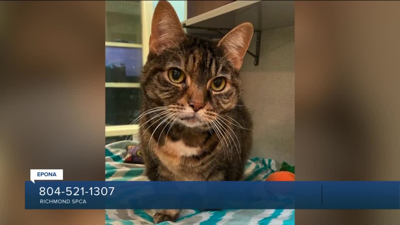 Paws for Pets_ Epona (sweet, lovely kitty; enjoys being pet & brushed)