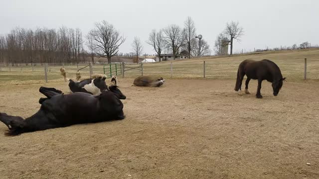 Happy Friesdale Horses rolling after bath