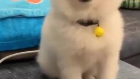 smalll cute puppy