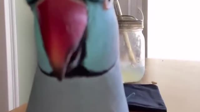 What a cutie parrot, he's talking like a boss