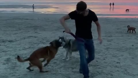 The dog is playing with his owner in the sea beach