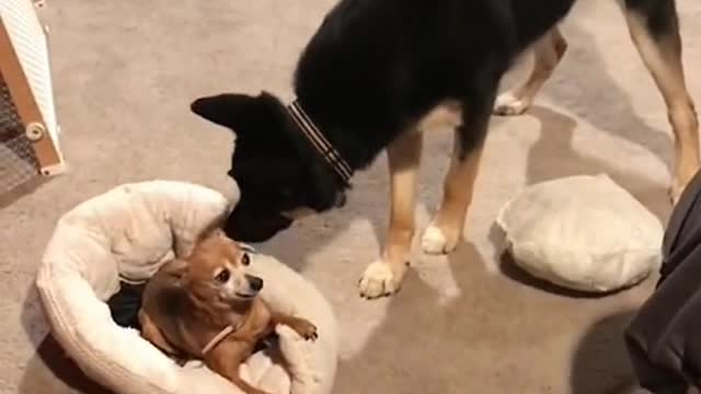 One me, one dog, we're all single dogs