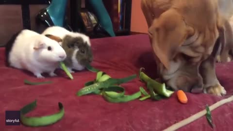 dog eating with rabbits