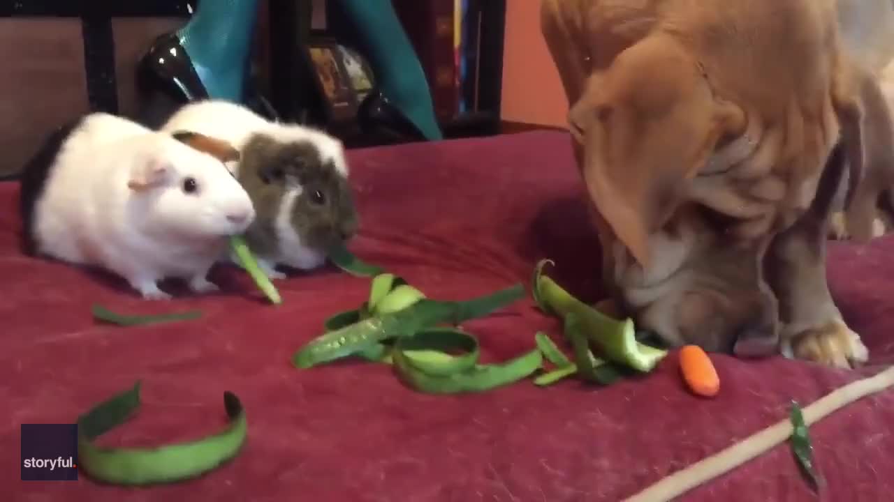 dog eating with rabbits