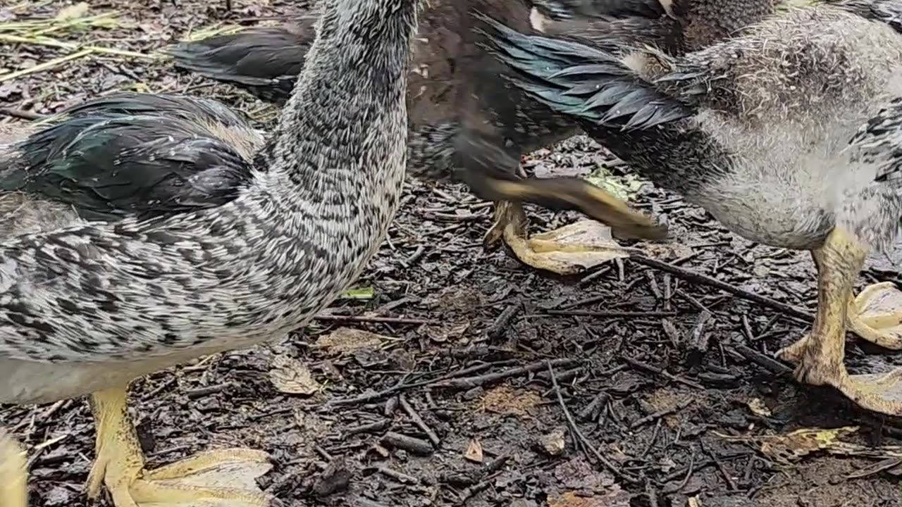 🦆Ducklings Chilling After A Rain 🦆 #grumpyacresfarm #ducklings #animals