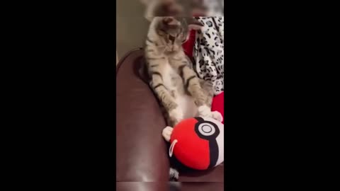 Funny animals - Funny cats _ dogs - Funny animal videos 2023