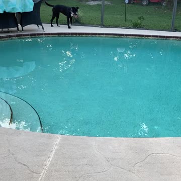 Koda Loves chasing her reflection!