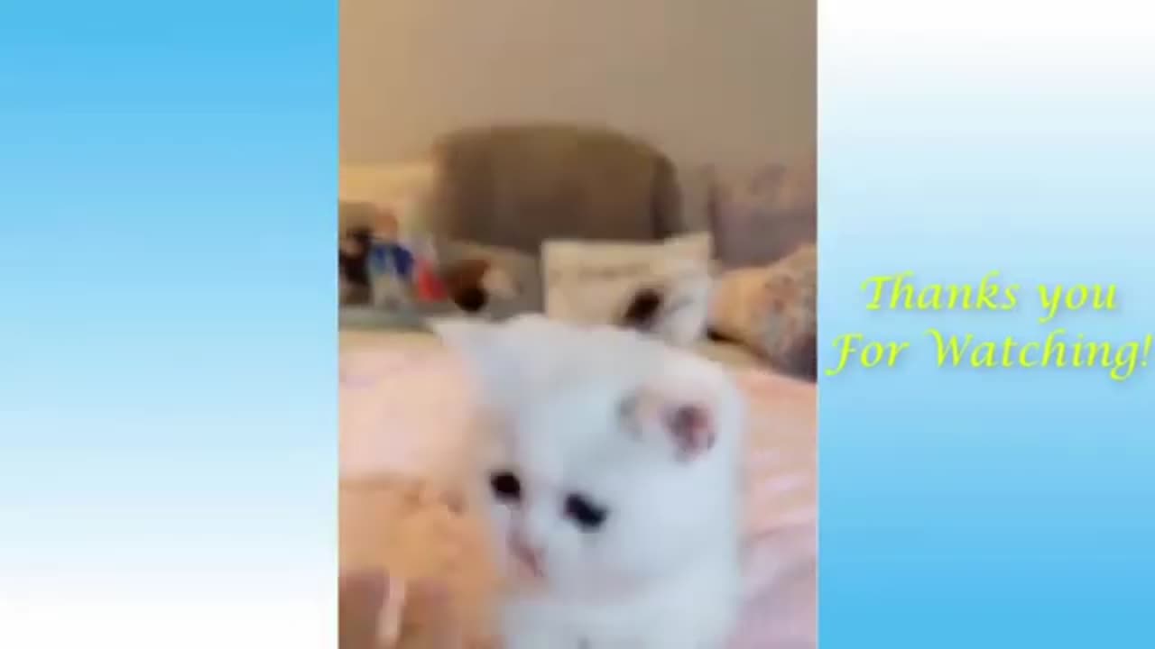 Funny animals videos compilation