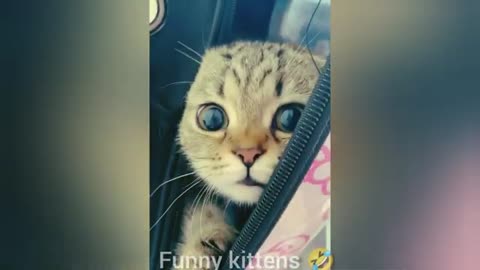 BEST FUNNIEST CATS AND DOGS VIDEOS