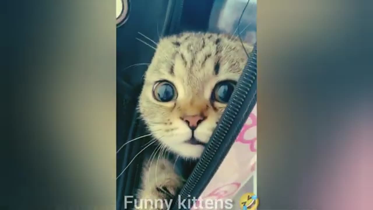 BEST FUNNIEST CATS AND DOGS VIDEOS